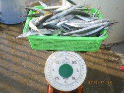 姫路市立遊漁センター　サヨリは1人で60尾の釣果も