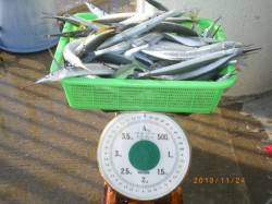 姫路市立遊漁センター　サヨリは1人で60尾…