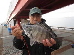 ズボ釣りでロウニンアジとセイゴ　本日は午後…