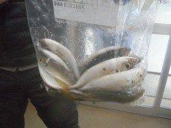 南港海釣り公園　アジの釣果は出たものの、強風高波の為１０時３０分、臨時閉園