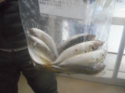 南港海釣り公園　アジの釣果は出たものの、強…