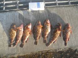 南港海釣り公園　アジ・ガシラ・アナゴ楽しめ…