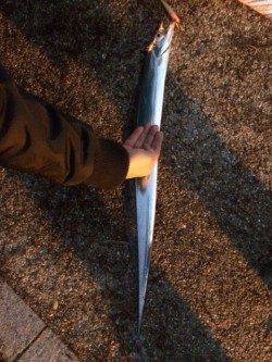 舞洲でワインド　中層をスローリトリーブで良型タチウオ