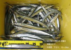 21日津居山、たくさんのサヨリがつれました…