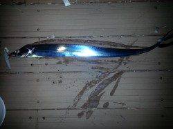 舞洲でタチウオワインド、夕方30分で6本(*´∀｀*)