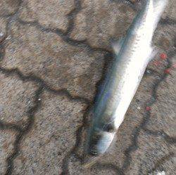 敦賀新港ショアジギングでサゴシ