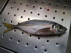 小島へ夜釣りに行ってきました、アジのサイズ…