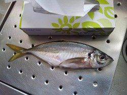 小島へ夜釣りに行ってきました、アジのサイズは良かった