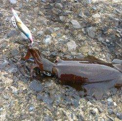 白木　日中のエギングでのアオリイカ狙い