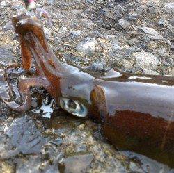 白木　日中のエギングでのアオリイカ狙い