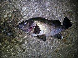 小島へメバルを狙いに夜釣りに行ってきました