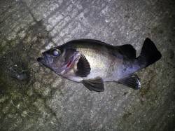 小島へメバルを狙いに夜釣りに行ってきました…