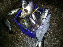 加太漁港、波止際をズボ釣りでの釣行