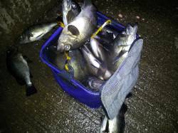 加太漁港、波止際をズボ釣りでの釣行