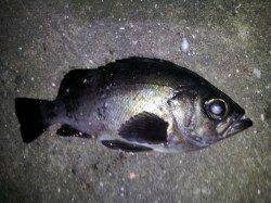 加太漁港、波止際をズボ釣りでの釣行