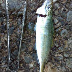 香住西港　アジングのアジ狙いはサビキに完敗…