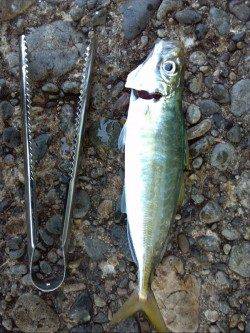 香住西港　アジングのアジ狙いはサビキに完敗…