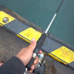 香住西港　アジングのアジ狙いはサビキに完敗…