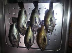 大川にメバル狙いに行ってきました。25cm…