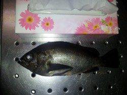 大川にメバル狙いに行ってきました。25cm前後がアベレージ