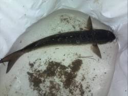 舞洲でアジングで今までにない手応えで釣れた…