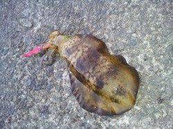 加太漁港で夕方エギング、良型アオリGET