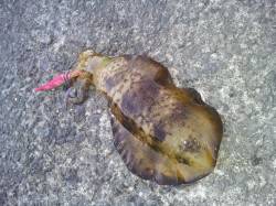 加太漁港で夕方エギング、良型アオリGET