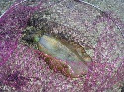 加太漁港で夕方エギング、良型アオリGET