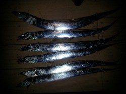 舞洲でタチウオワインド、夕方30分で6本(*´∀｀*)