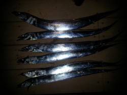 舞洲でタチウオワインド、夕方30分で6本(…