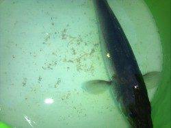 大阪南港海釣り公園　アジングでハネが釣れました