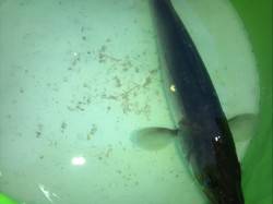 大阪南港海釣り公園　アジングでハネが釣れま…