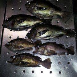 久しぶりに夜メバルを狙いに夜釣りに行ってきました