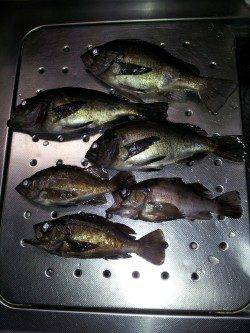 久しぶりに夜メバルを狙いに夜釣りに行ってきました