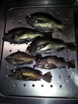 久しぶりに夜メバルを狙いに夜釣りに行ってき…