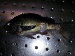 久しぶりに夜メバルを狙いに夜釣りに行ってきました