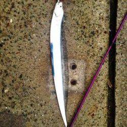 南芦屋浜でワインド　中層を中心にシャクりタチウオゲット