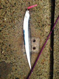 南芦屋浜でワインド　中層を中心にシャクりタチウオゲット