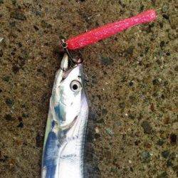 南芦屋浜でワインド　中層を中心にシャクりタチウオゲット