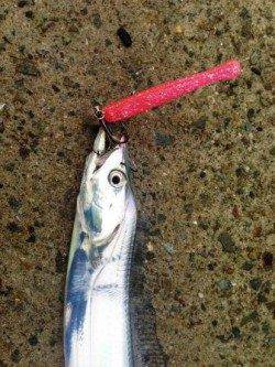 南芦屋浜でワインド　中層を中心にシャクりタチウオゲット