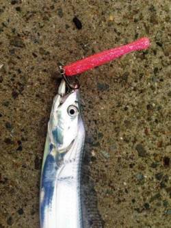 南芦屋浜でワインド　中層を中心にシャクりタ…