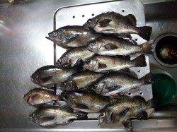 小島でメバル狙い、シラサとイソメを使ってのウキ釣りです