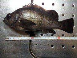 小島でメバル狙い、シラサとイソメを使ってのウキ釣りです