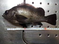 小島でメバル狙い、シラサとイソメを使っての…