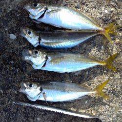 大阪南港でアジング　手応えがありました☆