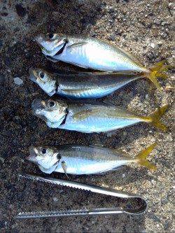 大阪南港でアジング　手応えがありました☆