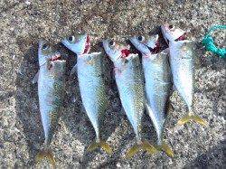 大阪南港でアジング　手応えがありました☆