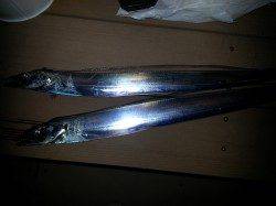 舞洲ワインド　パールホワイトが好調？