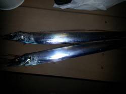 舞洲ワインド　パールホワイトが好調？