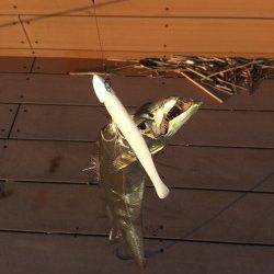 パールホワイトで4匹☆☆やっぱりいい感じ☆